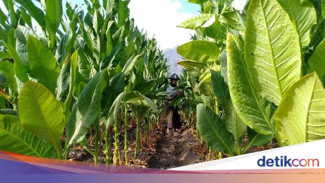 Petani Minta Perhatian Prabowo soal Kebijakan Pengetatan Tembakau