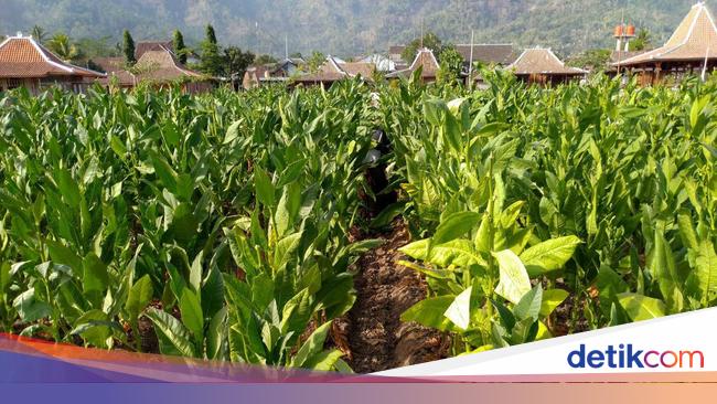 Cerita Petani Tembakau, Ekonomi Meningkat-Bisa Beli Tanah Berkat Kemitraan