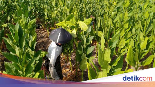 Lagi, Buruh Protes Pengetatan Aturan Tembakau