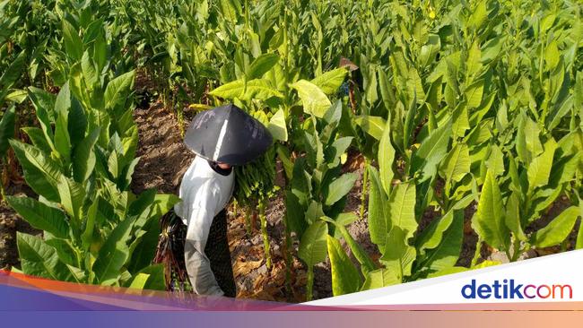 Lagi, Buruh Protes Pengetatan Aturan Tembakau