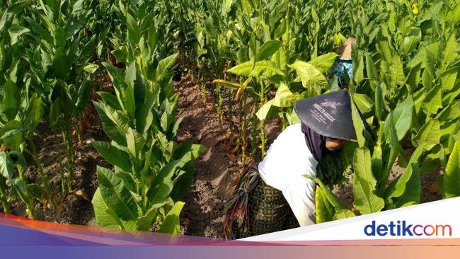 Pengetatan Aturan Tembakau Bisa Bikin Produk Ilegal Marak, Bagaimana Solusinya?