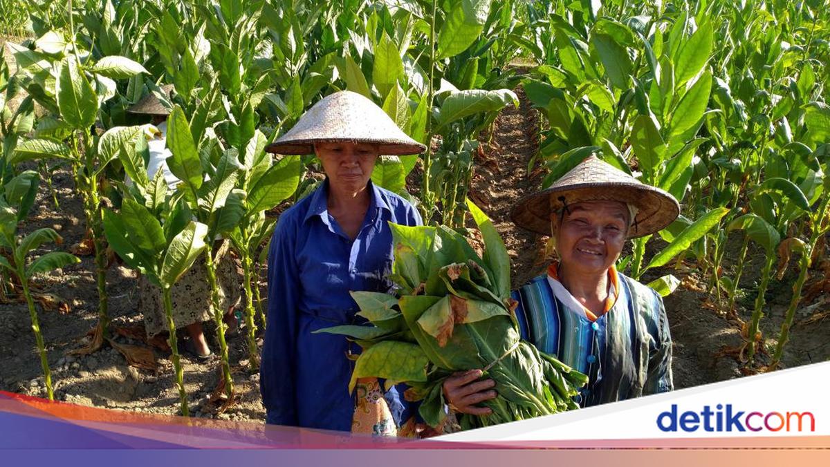 Kemenko PMK &amp; Petani: Wacana Ambang Batas Nikotin Belum Menjadi Prioritas