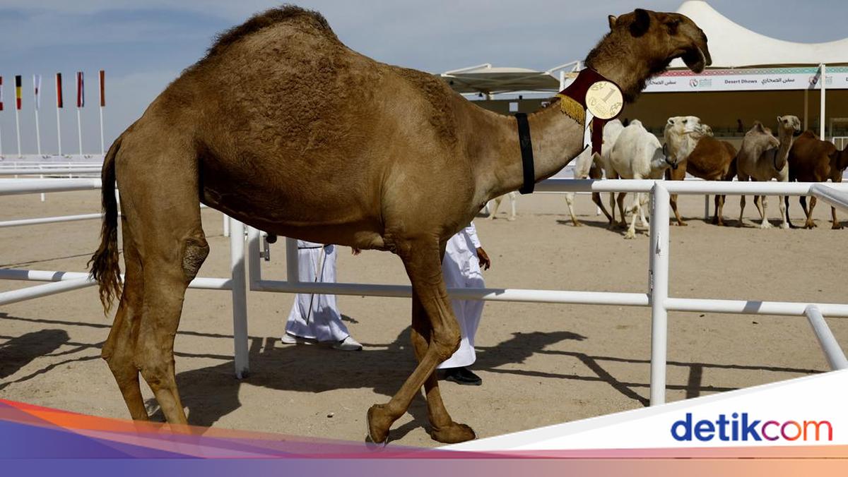 Kloning Unta Adalah Bisnis Besar di Dubai, Harganya Lebih dari Setengah ...