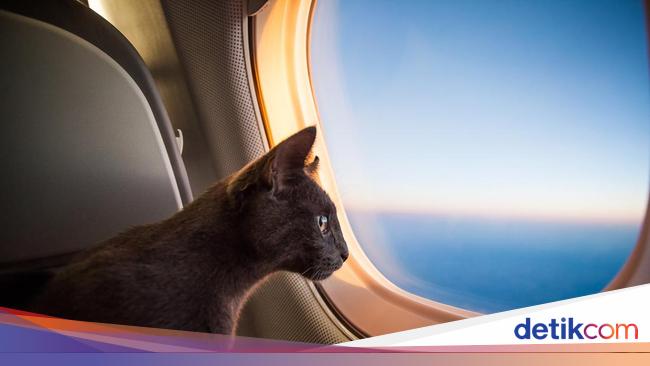 Passengers Put Cats in Airport X-Ray, The Results Shocked