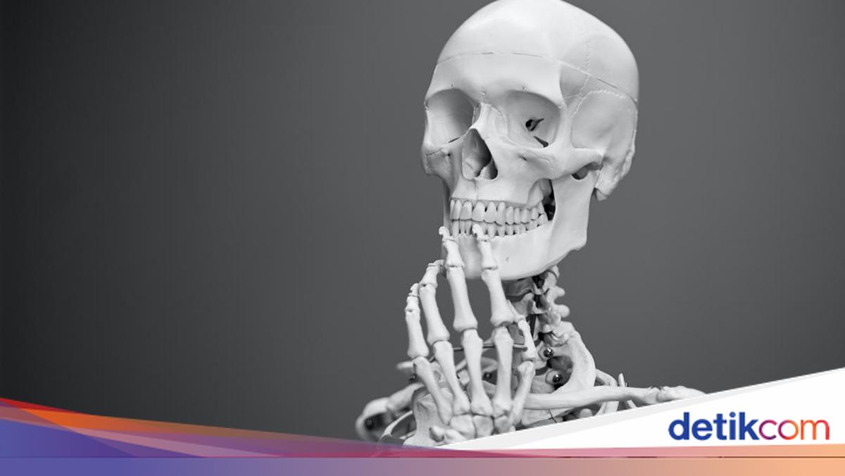 Kenali Bagian Tulang Pipih, Struktur, dan Fungsinya