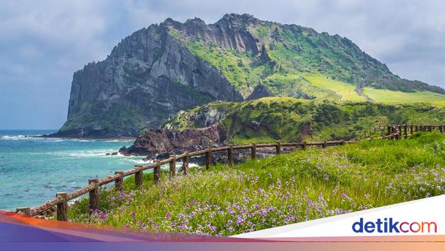 Masalah Serius Bayangi Pulau Jeju, Lumba-lumba Mati karena &lt;i&gt;Overtourism&lt;/i&gt;