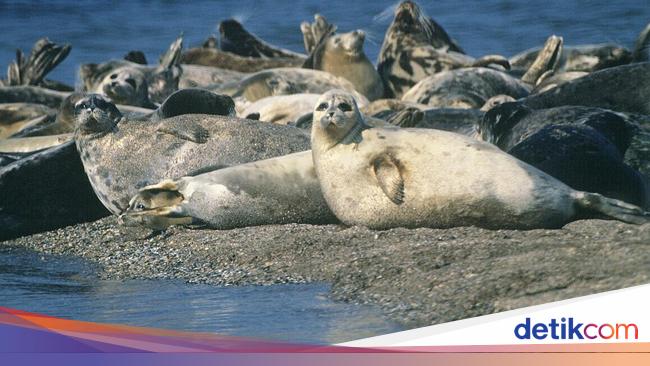 Mysterious!  2,500 dead seals washed ashore in Russia