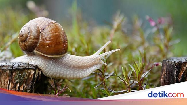 Siput Bergerak dengan Sangat Lambat, Ternyata Ini Sebabnya
