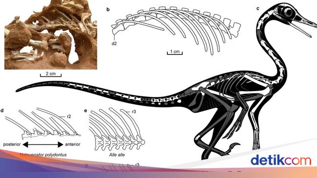 Discovery of a new dinosaur, shaped like an ancient swan!