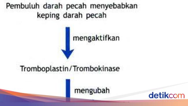 Skema Pembekuan Darah: Pengertian, Faktor, dan Proses Terjadinya
