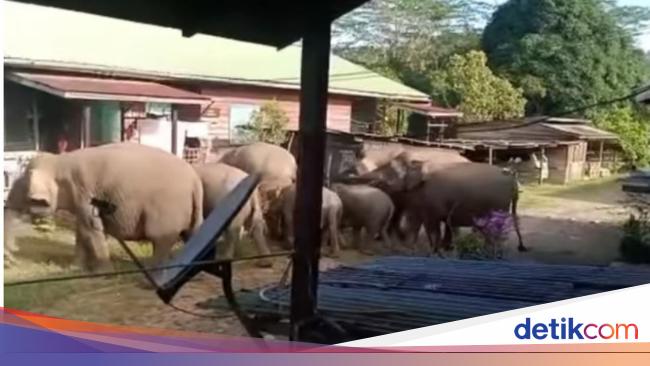 Viral Kawanan Gajah Masuk Perkampungan Nunukan, Tim BKSDA Dikerahkan