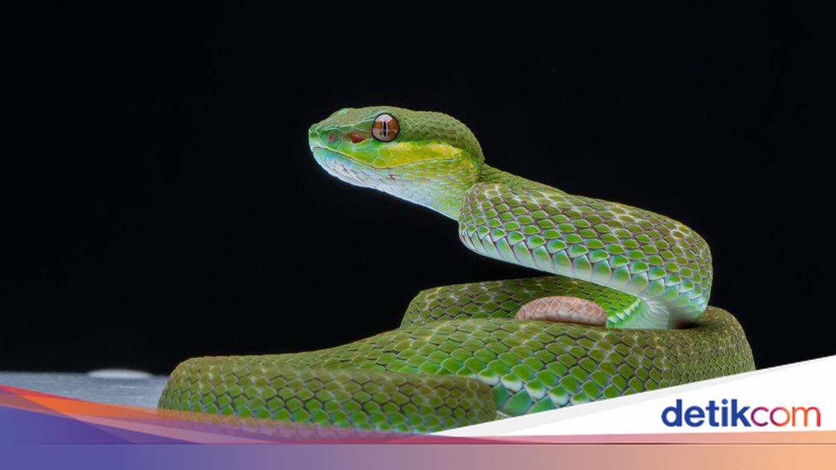 Yashirin kamera bideo