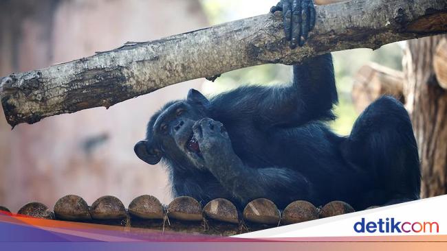 Dunia Hari Ini: Tiga Simpanse Ditembak Mati di Kebun Binatang Swedia