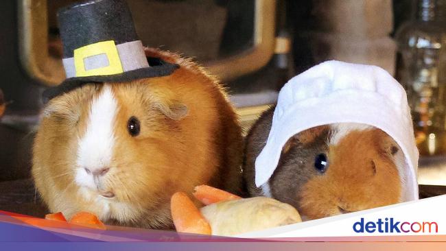 Marmut Imut 'Fuzzberta' Ini Hobi Kulineran Seperti Food Vlogger Kece!