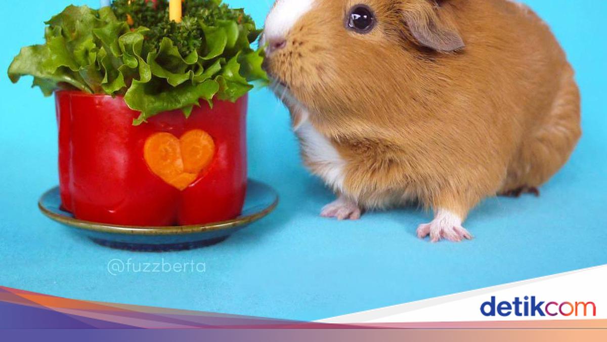 Marmut Imut 'Fuzzberta' Ini Hobi Kulineran Seperti Food Vlogger Kece!