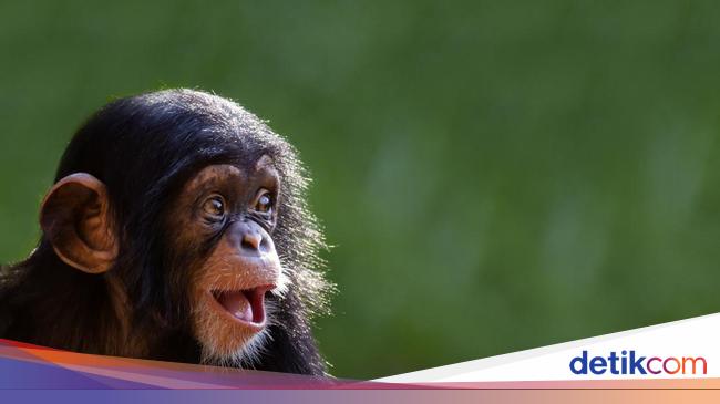 Menopause in Chimpanzees: Revealing The Connection Between Humans and Primates