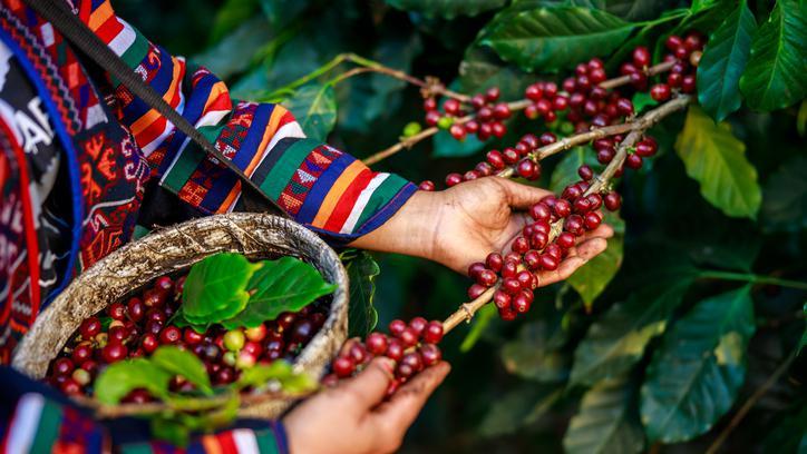 7 Biji Kopi Terbaik Di Indonesia Ini Berasal Dari Pulau Jawa