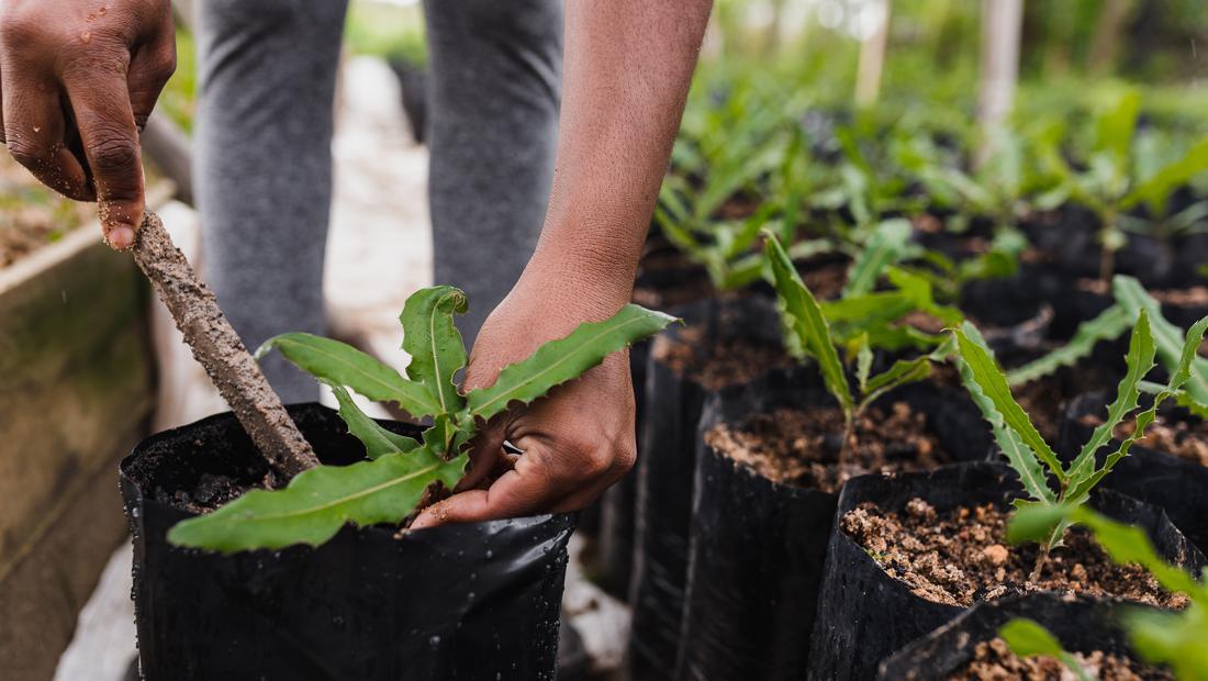 Jurusan Agroteknologi: Daftar Kampus Hingga Prospek Kerjanya