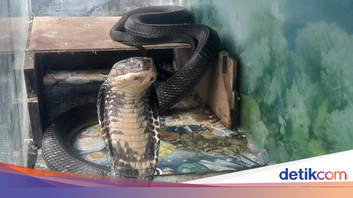 Katta xorozlar jum kompilyatsiya Rus bokira jinsiy aloqa video