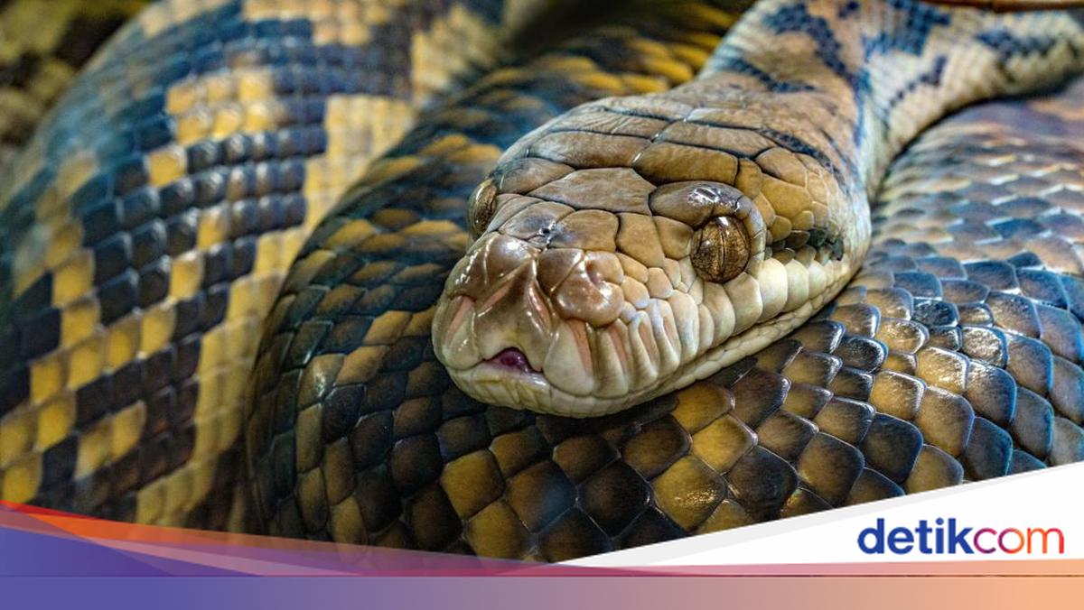 Bir qora tanli yigitni ogziga sikdi Voyaga etgan ayollarning tukli mushuklari bilan porno