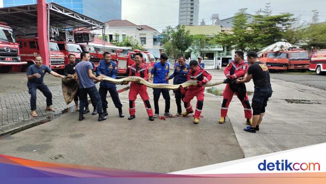 Petugas damkar mengamankan ular piton 5 meter di dapur warga