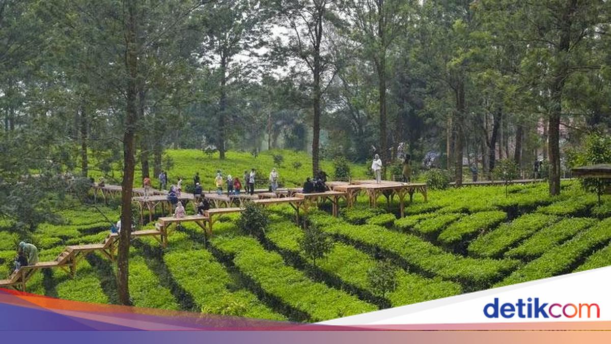 Tea Bridge Gunung Mas Bogor, Tempat Healing Asyik di Puncak