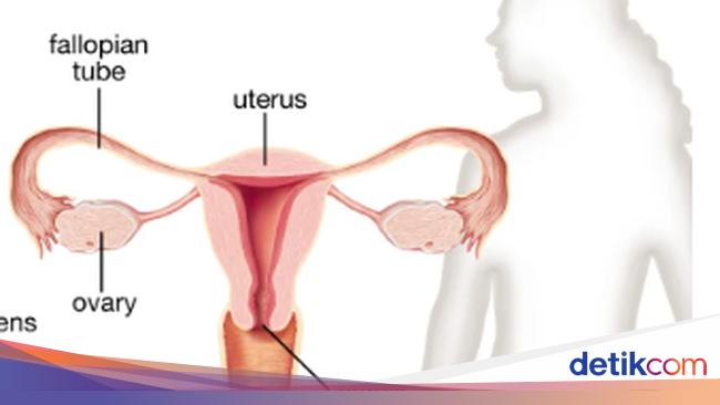 Organ Reproduksi Wanita Bagian Dalam Dan Luar Beserta Fungsinya