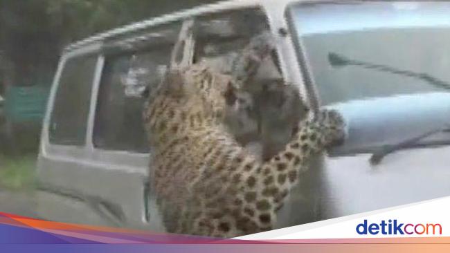 unnerving!  The leopard suddenly jumps and an attack car passes