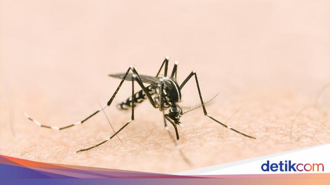 DHF 万隆确诊病例达 2,541 例,37 人死亡 DHF 万隆确诊病例达 2,541 例,37 人死亡