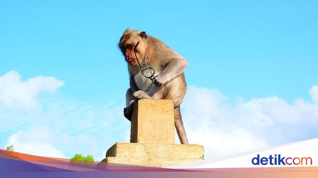 Peneliti: Monyet-monyet di Pura Uluwatu Tahu Barang yang Mahal