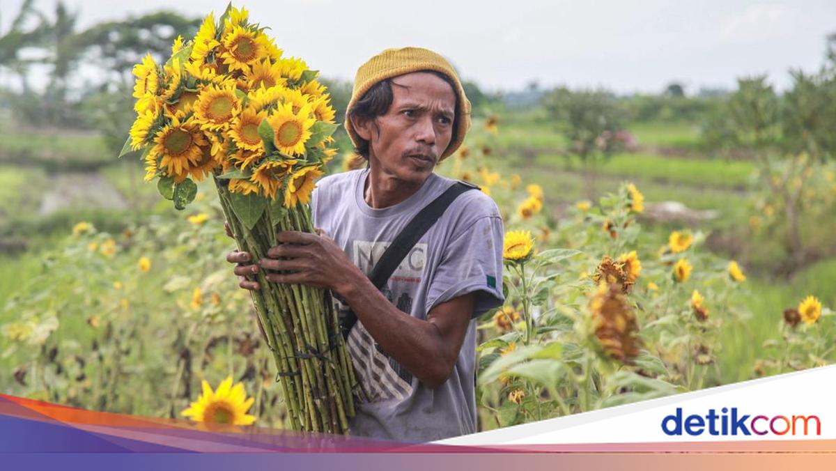 Duh, Panen Bunga Matahari Terkendala Musim Hujan
