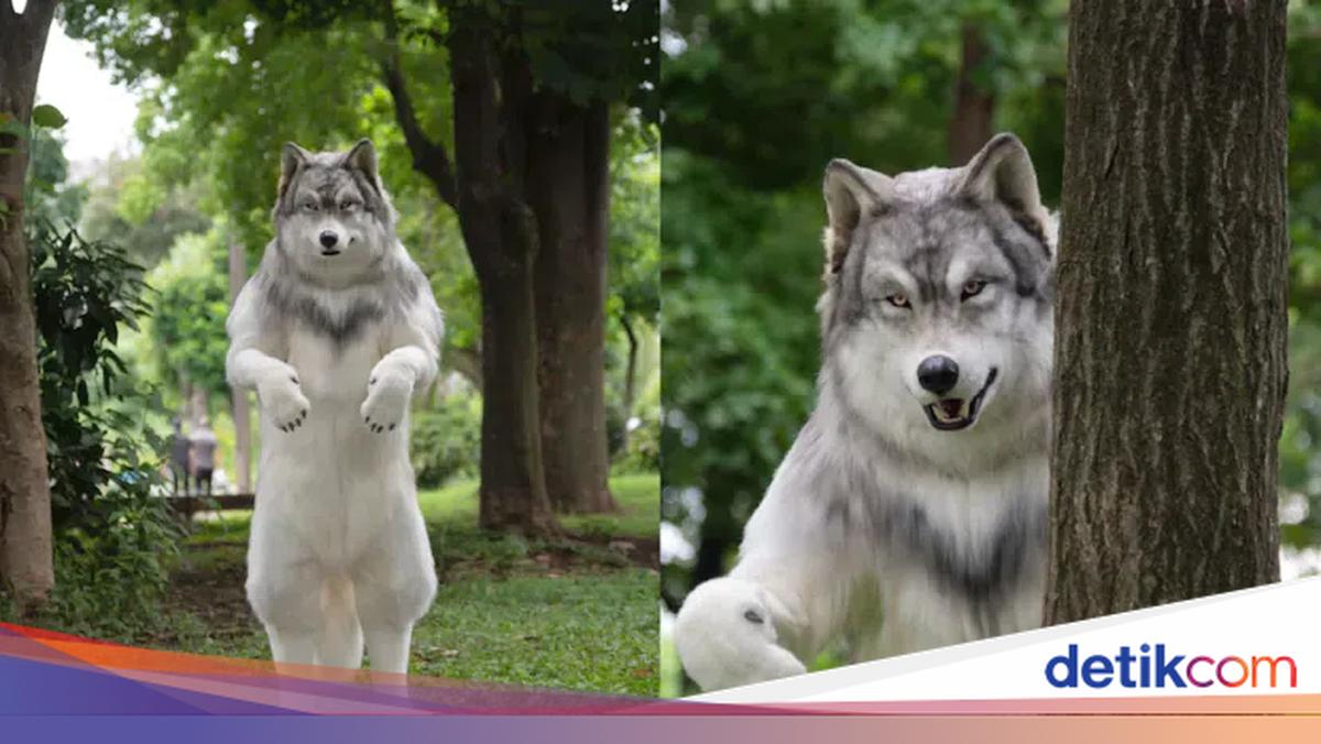 Ada Lagi, Orang Ini Mau Jadi Serigala dan Habiskan Rp 352 juta