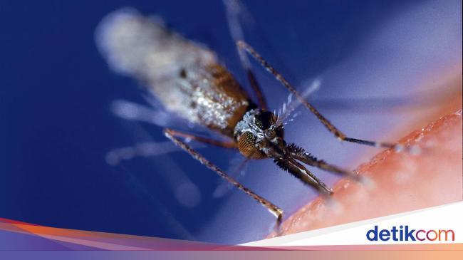 Understanding Anopheles Mosquitoes and their Role in Malaria