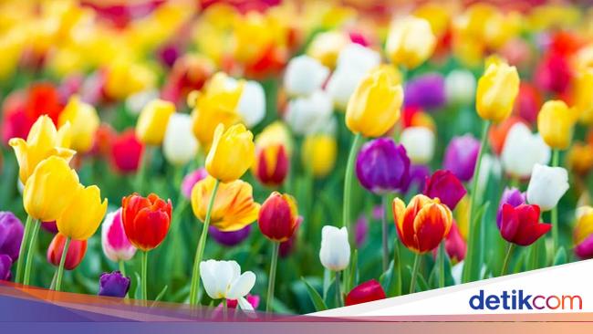 10 Bunga Tercantik di Dunia, Warnanya Indah dengan Bentuk Unik