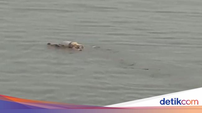 Seconds of the Mahakam River Crocodile ‘Transfer’ the Body of a Whole Toddler to the Family