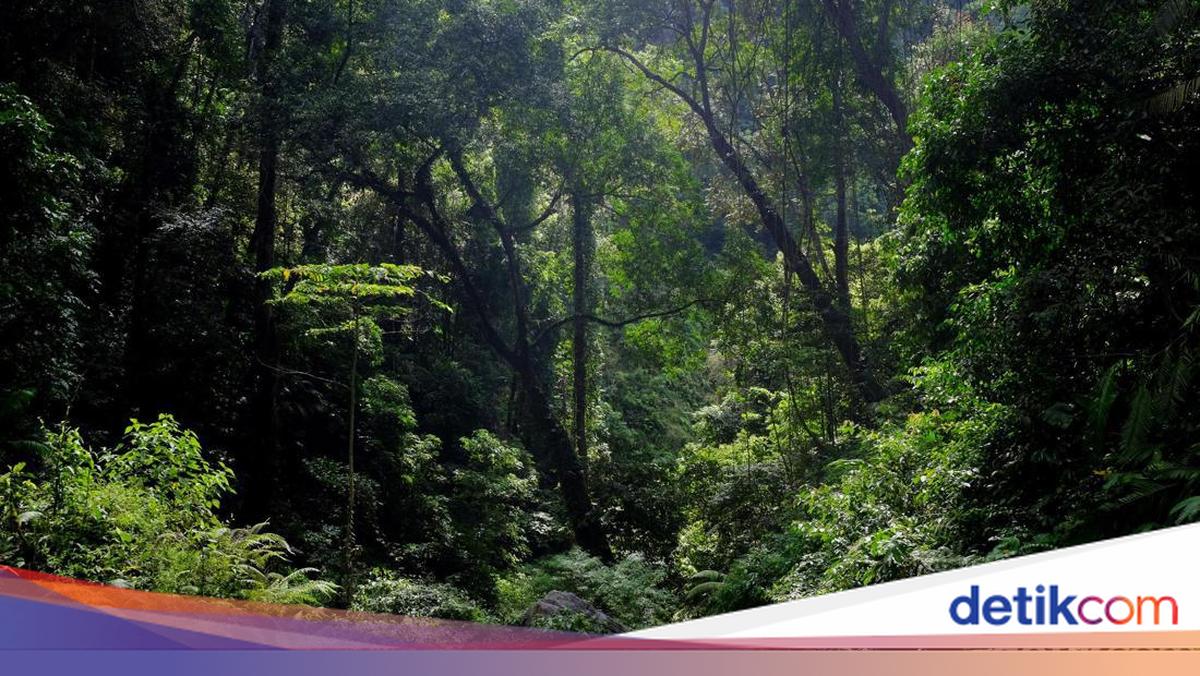 Ngatiman Ditemukan di Hutan Lindung Megamendung Berkat Jejak Kaki