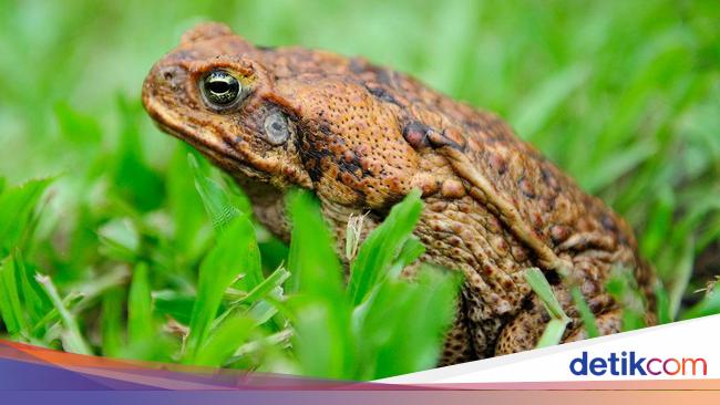 Giant Sugar Cane Frog Terror, Residents Asked to Kill Using a Freezer