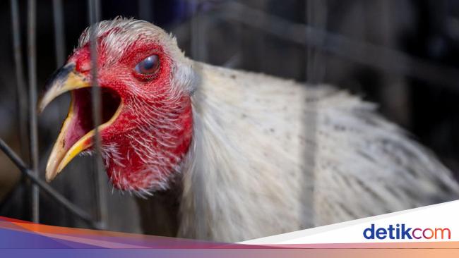 Adding More, China Reports Second Case of Avian Flu Transmission to Humans!