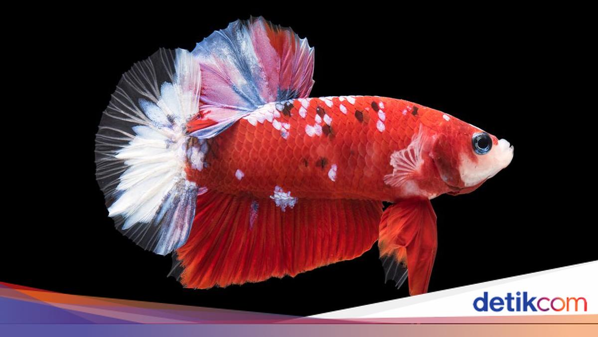 13 Jenis Ikan Cupang Termahal dan Terlangka Harga Puluhan Juta