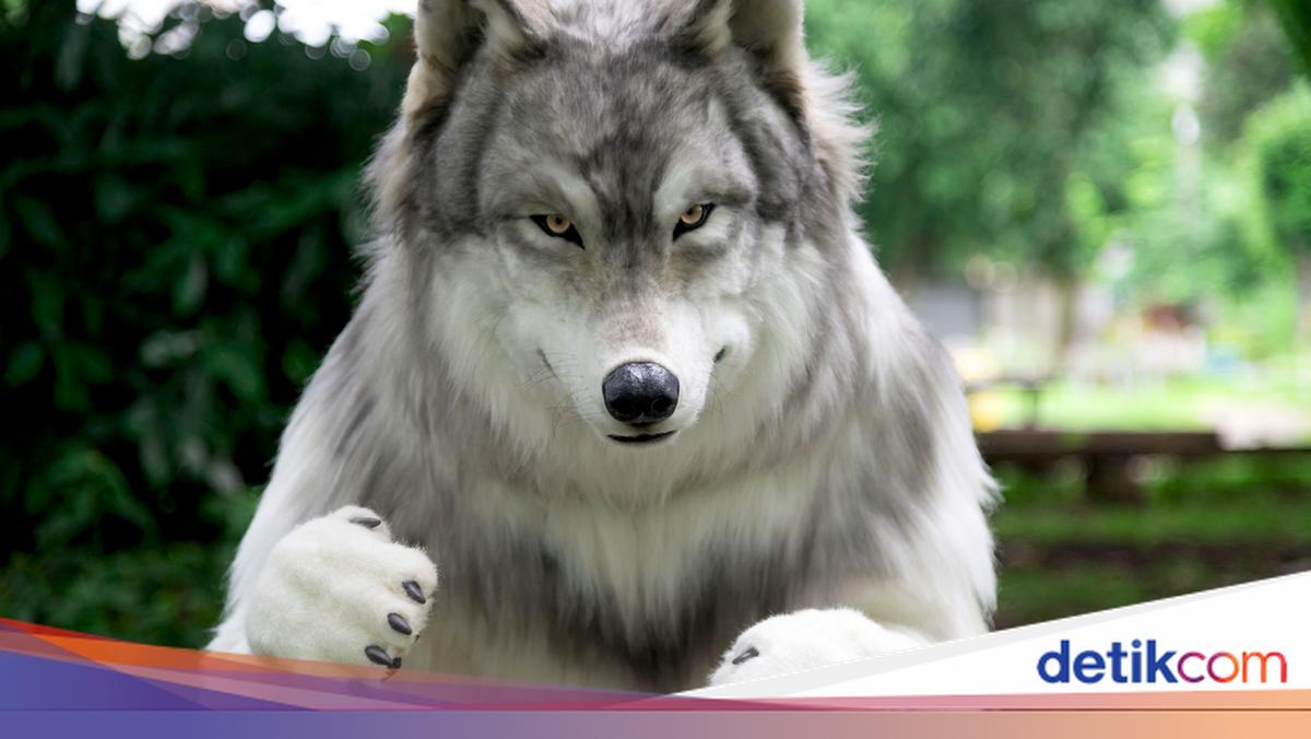 Hindari Manusia, Pria Ini Berubah Jadi Serigala Pakai Kostum Rp 343 Juta