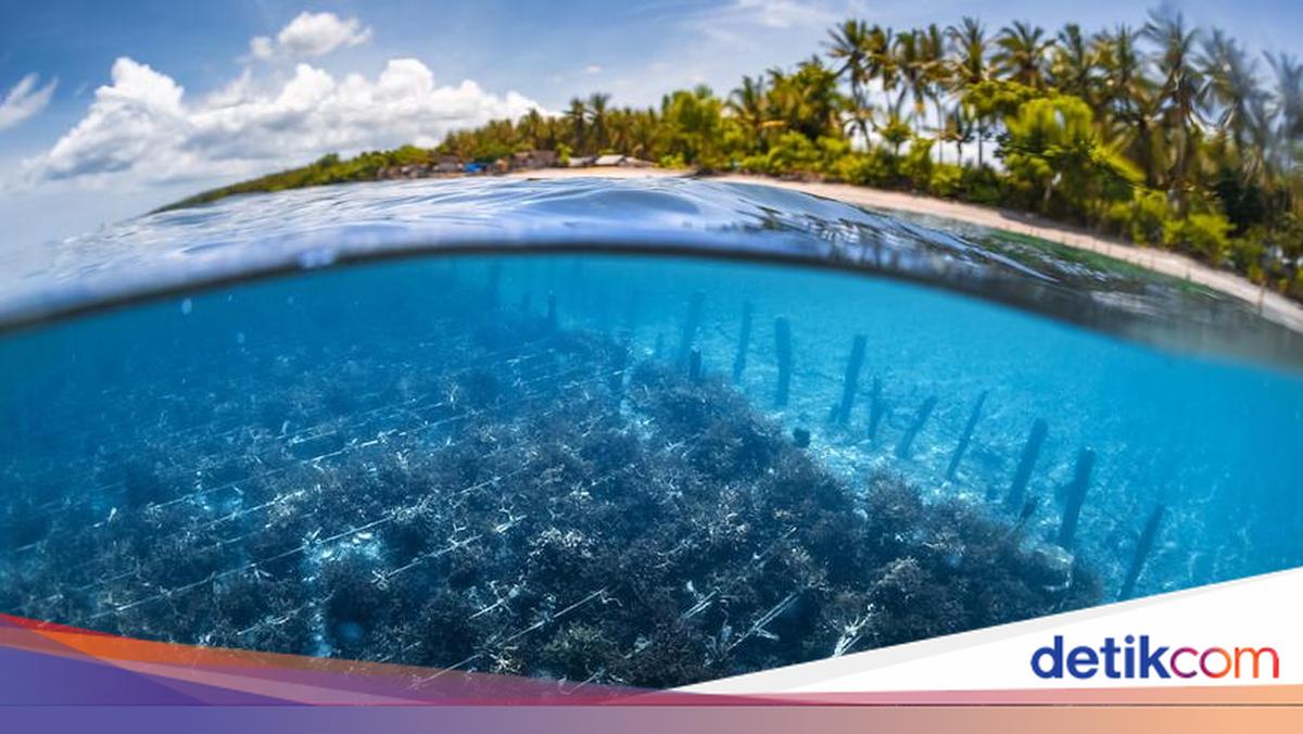 Australia Pelajari Budidaya Rumput Laut di Sulawesi Selatan karena ...