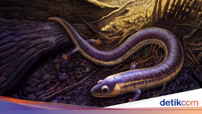 Ungkap Misteri Asal-usul Amfibi, Begini Studi Fosil Cacing 'Funky'