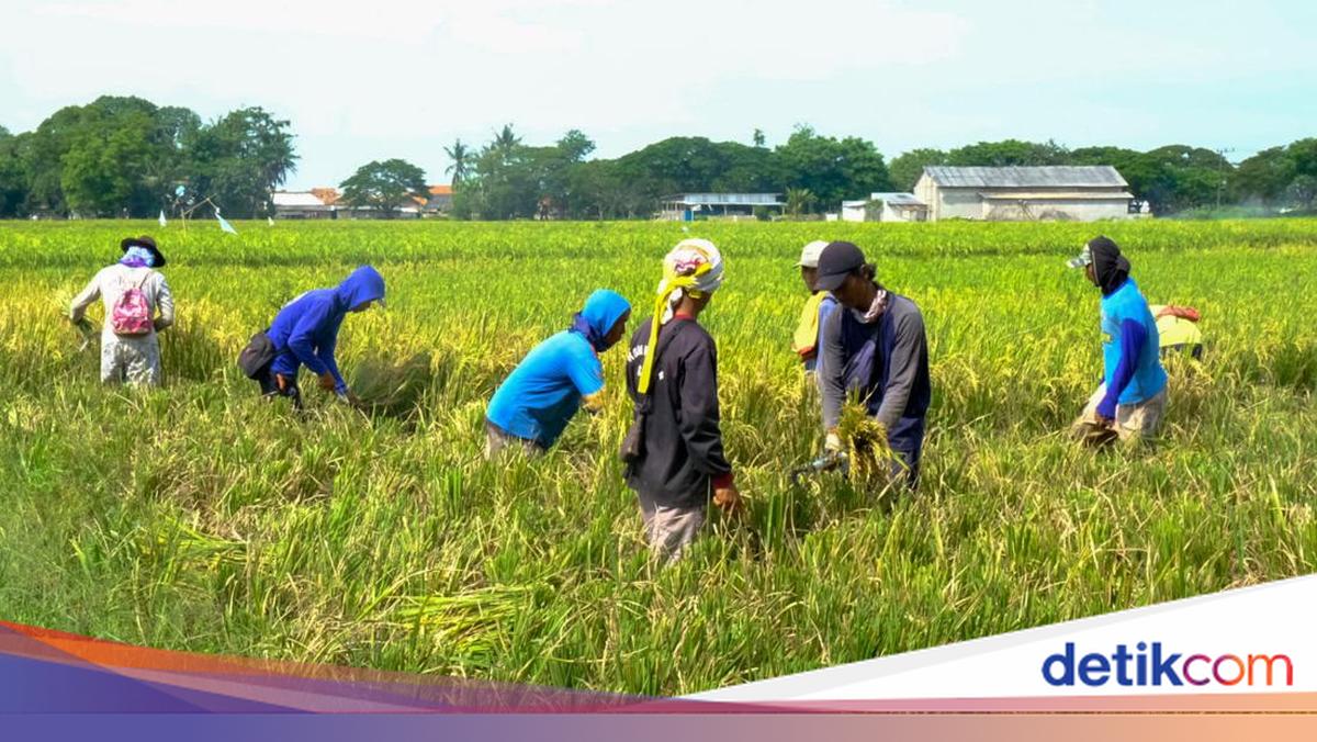 Tentang 24 September 2023 Diperingati Hari Tani Nasional ke-63