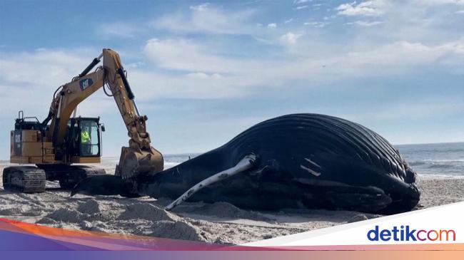 Many Whales Strand and Dying, Scientists Are Not Sure the Cause