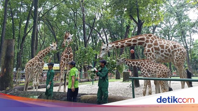 Nama-nama Anak Jerapah di Ragunan ‘Warisan’ Para Gubernur Jakarta