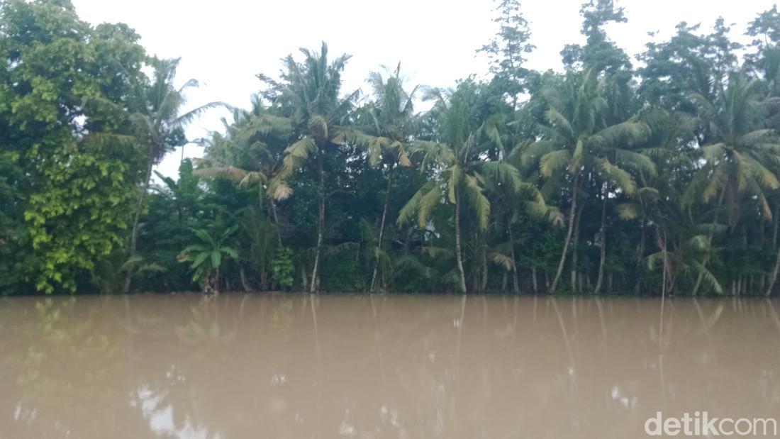 Tanggul Sungai Birin Jebol Bikin Sawah-Permukiman Di Wedi Klaten Terendam