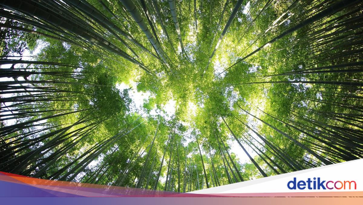 Hari Hutan Indonesia 7 Agustus 2025: Sejarah, Tujuan, dan Temanya