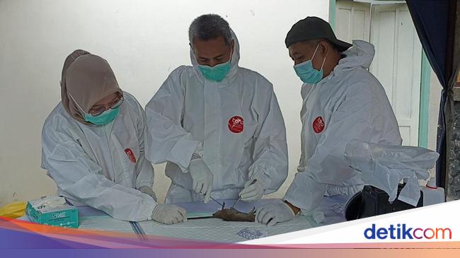 7 Warga Tulungagung Positif Leptospirosis 3 Meninggal Dinkes Bedah Tikus