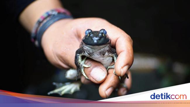 The Colorado River Frog: Psychedelic Drug Use and Threat to Amphibians Worldwide