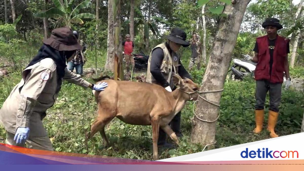 100 Ekor Sapi di Polman Dilaporkan Mati Terjangkit Virus Jembrana